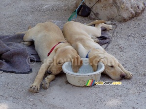Deux chiens qui dorment avec l'oreille dans leur bac à eau pendant la brocante de Rabastens (976x)