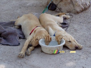 Deux chiens qui dorment avec l'oreille dans leur bac à eau pendant la brocante de Rabastens (794x)