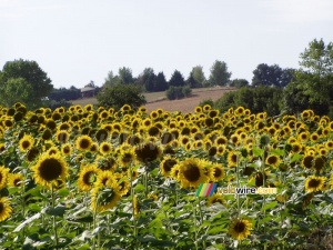 Des tournesols (404x)