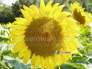 Un tournesol (617x)