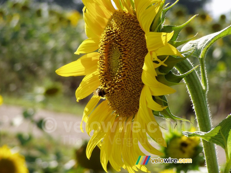 Zonnebloem met een bij