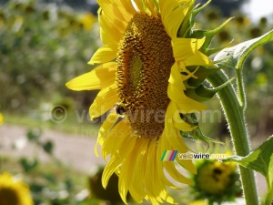 Un tournesol avec une abeille (333x)