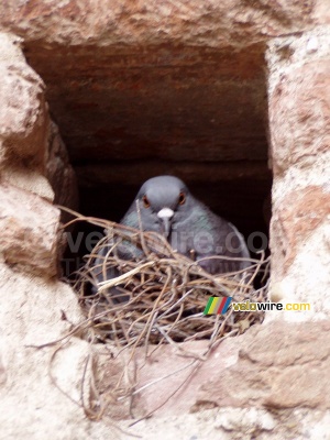 Un pigeon dans un trou dans le mur de la Basilique Sainte-Cécile à Albi (297x)