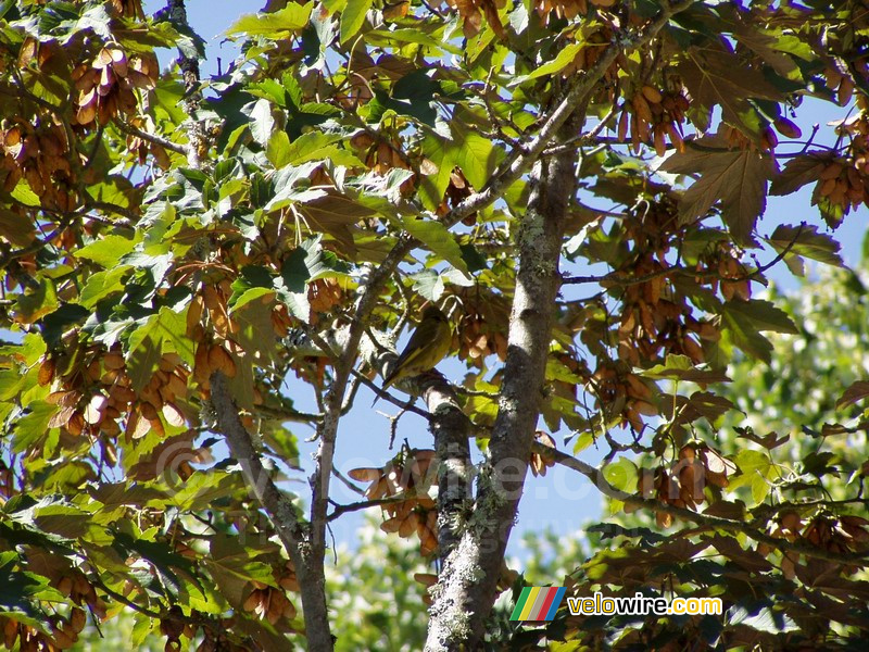 Opdracht: zoek de vogel!