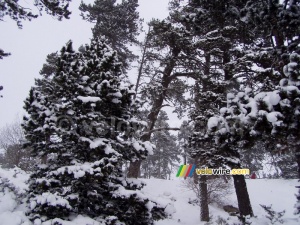 Des arbres hivernales (241x)