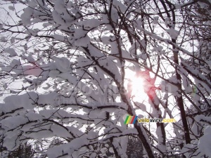 The sun shining through the tree in the snow (355x)
