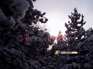 The sun shining through the tree in the snow (561x)