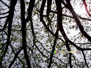 Le soleil vu à travers un arbre (452x)