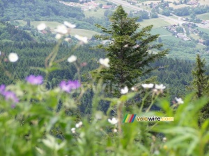 Des fleurs et un arbre (171x)