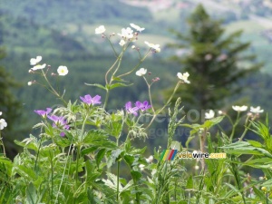 Des fleurs et un arbre (324x)