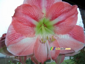 Amaryllis (372x)