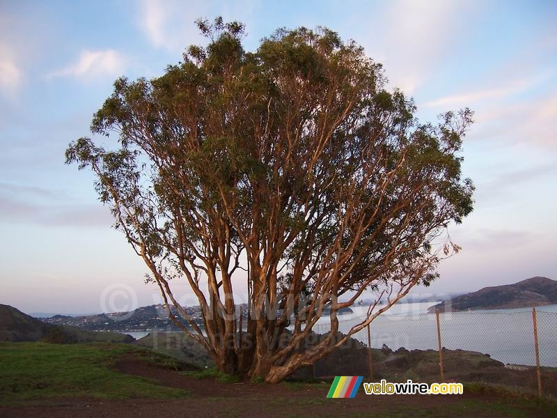 A tree close to the Golden Gate Bridge