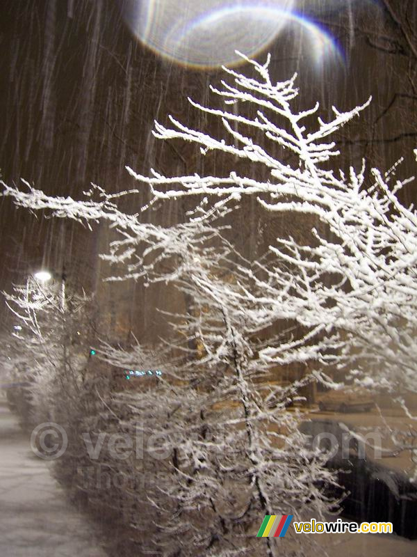 Bomen in de sneeuw (5)
