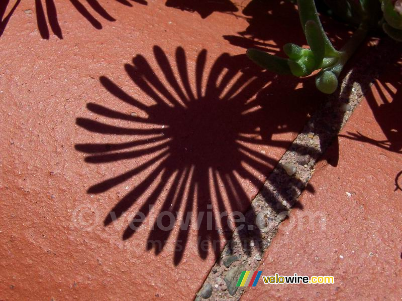 De schaduw van een bloemetje