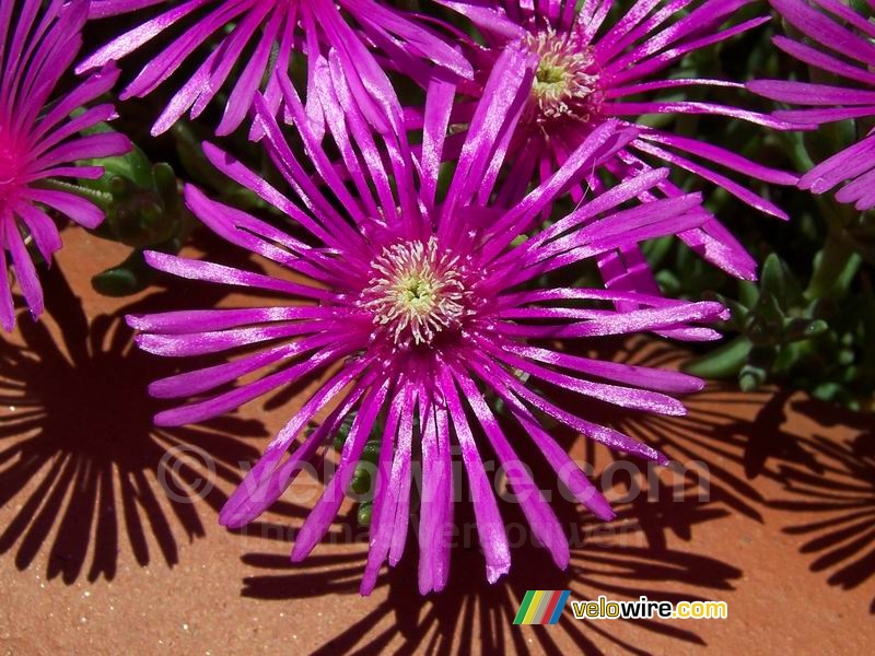 Een bloemetje in de tuin