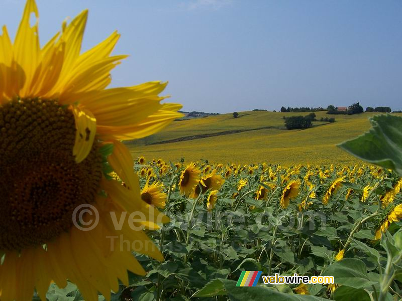 Een zonnebloemveld (2)