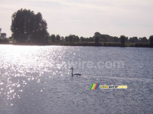 A swan on the lake (435x)
