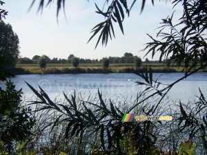 Swans on the lake (482x)