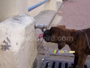 The dog directly drinks from the tap!! (425x)
