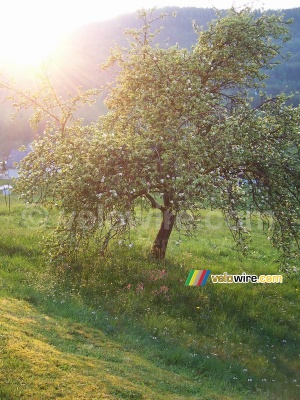 Un arbre fleuri devant le soleil couchant (534x)