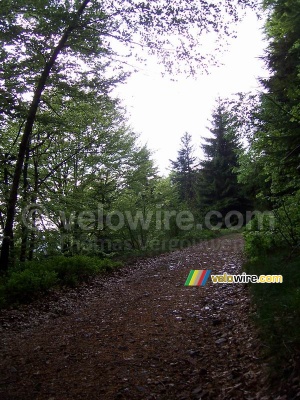 Un chemin dans la forêt (431x)