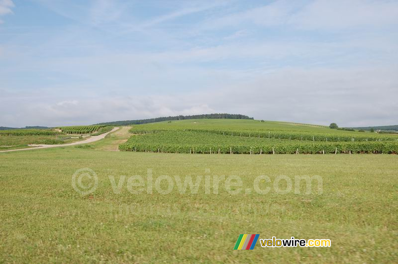 Een mooie wijngaard in Chablis