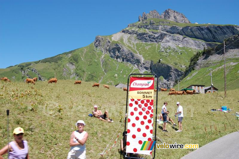 Koeien op de Cormet de Roselend