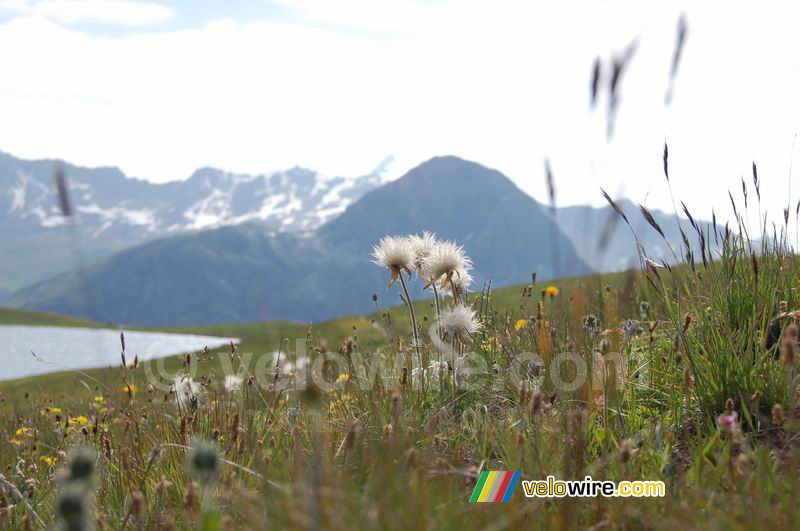 Bloemetjes bij het Lac de l'Ouillette in Val d'Isère (2)