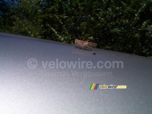 Grasshopper I (385x)