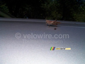 Grasshopper II (413x)