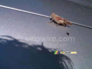 Grasshopper III (417x)