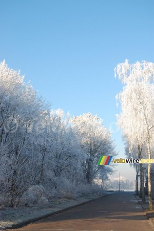 A l'entrée de la forêt ... givrée (458x)
