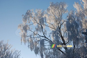 Un saule pleureur ... givré aussi ! (510x)