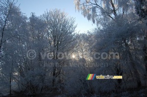 Le soleil perce à travers les arbres (284x)