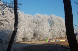 La forêt blanche (306x)