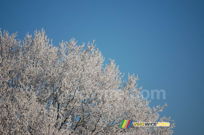 Rijp ... en een blauwe lucht!