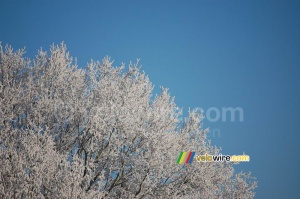 Le givre ... devant un ciel bleu ! (306x)