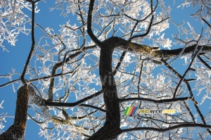 Un arbre compliqué (454x)