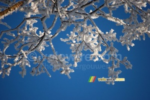 Des branches blanches devant un ciel bleu (303x)