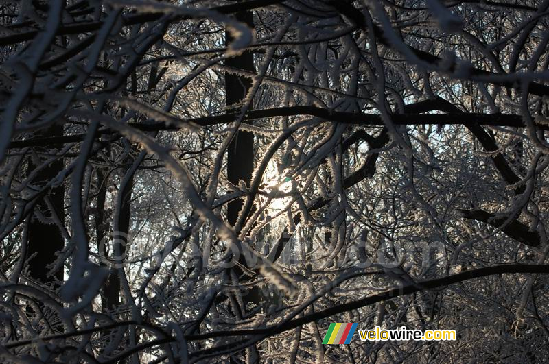 De zon schijnt door de bomen heen