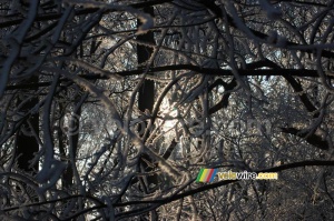 Le soleil perce à travers les arbres (2) (415x)