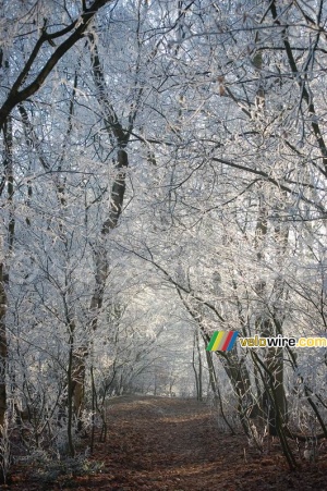 Chemin forestier (474x)