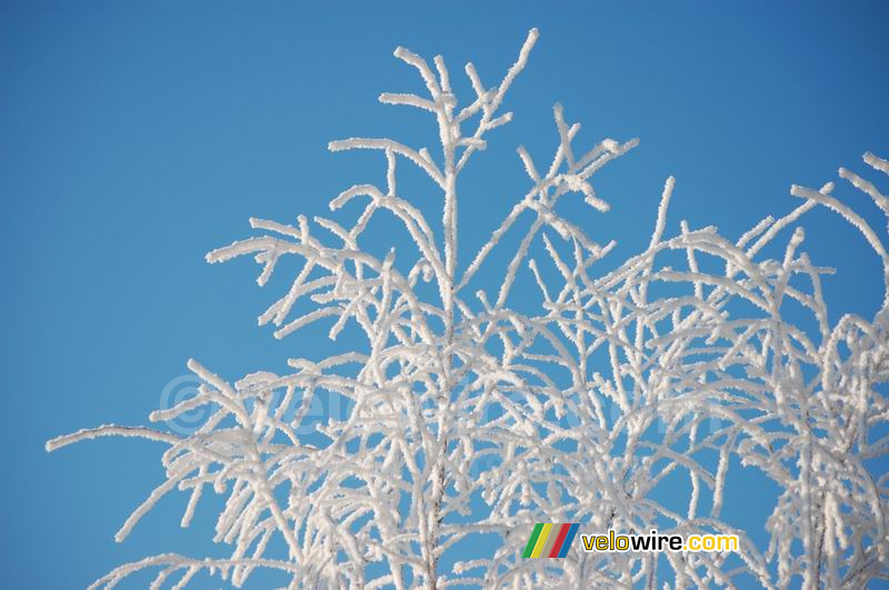 Witte takjes voor een blauwe lucht (2)