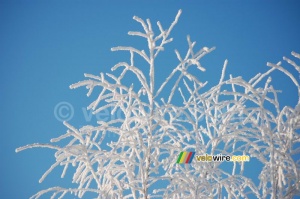 Des branches blanches devant un ciel bleu (2) (323x)