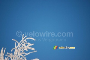 Des branches blanches devant un ciel bleu (3) (402x)