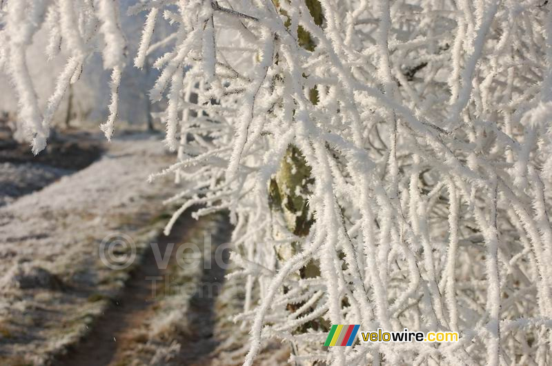 Een winters bospaadje
