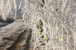 Chemin forestier hivernal (439x)