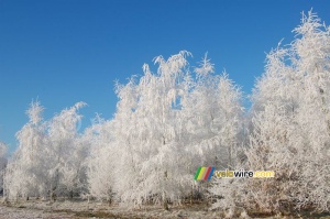 Une forêt hivernale (312x)