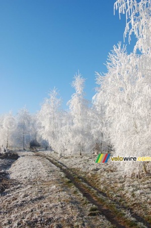 Chemin forestier hivernal (2) (287x)