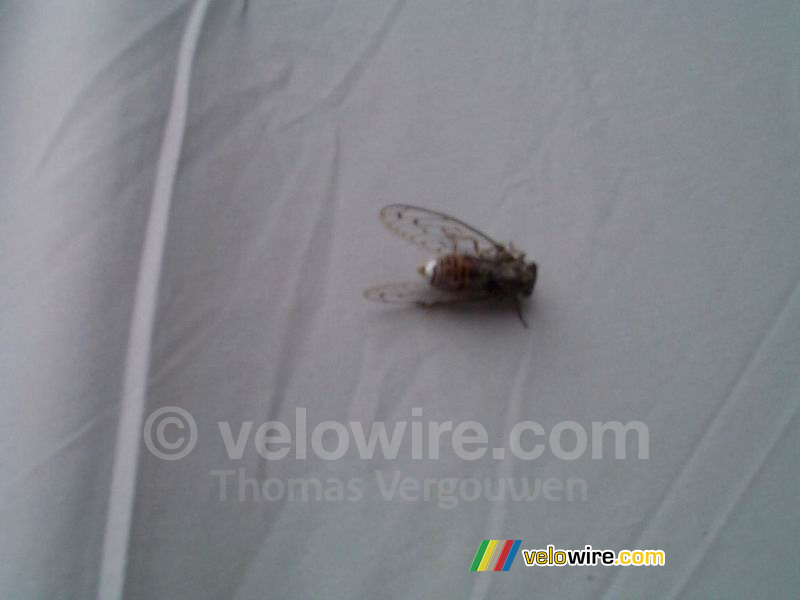 Cicade I (ten onrechte vaak krekel genoemd)